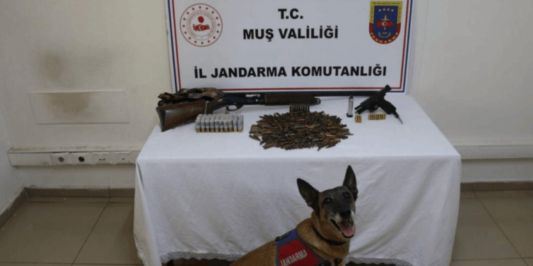 Muş'ta Tezek Yığınından Mühimmat Deposu Çıktı