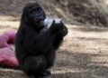 Nijerya'dan Türkiye'ye "Zeytin" tepkisi