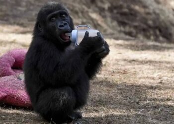 Nijerya'dan Türkiye'ye "Zeytin" tepkisi