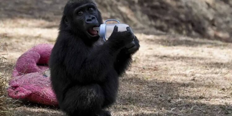Nijerya'dan Türkiye'ye "Zeytin" tepkisi
