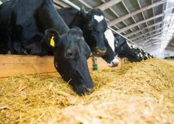 Sadece hayvancıyı değil, soframızdaki ekmeği de vuruyor!