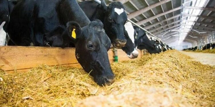 Sadece hayvancıyı değil, soframızdaki ekmeği de vuruyor!