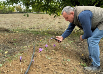 Soğuk Havada Hasat Erken Açtı: Gramı Altını Solladı, Kilosu 450 Bin TL'ye Ulaştı