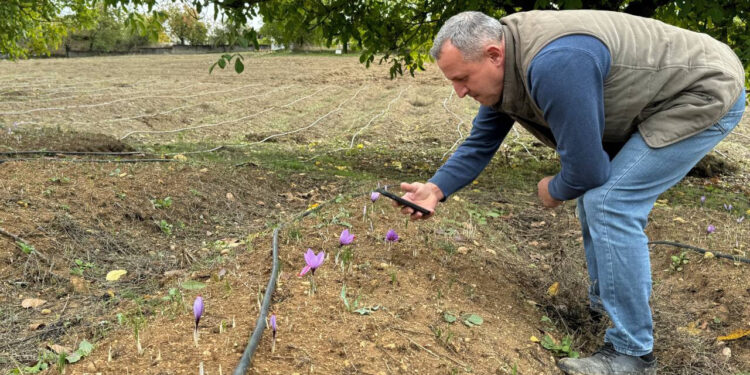 Soğuk Havada Hasat Erken Açtı: Gramı Altını Solladı, Kilosu 450 Bin TL'ye Ulaştı