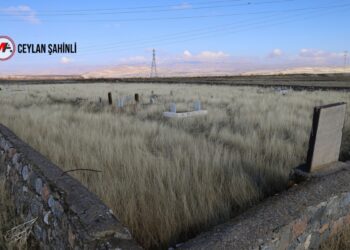 Helebcelilerin kimsesiz mezarlarına Mûş sahip çıkıyor