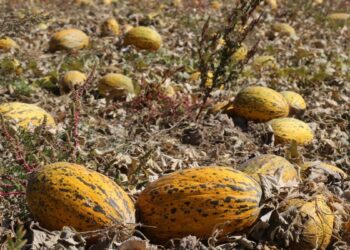 Maliyetin altında fiyat verilince tonlarca mahsul tarlada kaldı