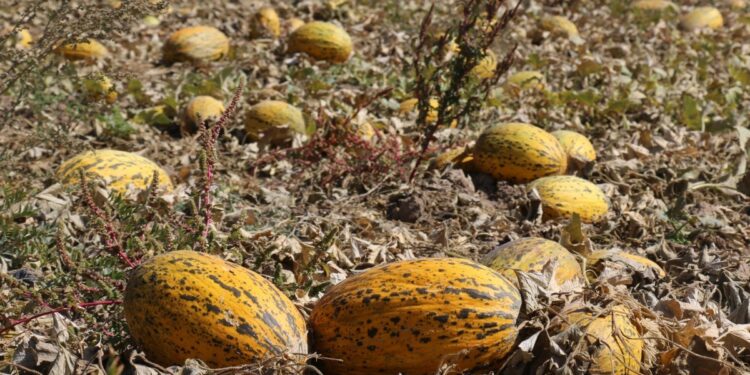 Maliyetin altında fiyat verilince tonlarca mahsul tarlada kaldı