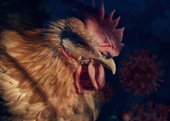 Bilim Dünyasında Alarm! H5N5 Kuş Gribi İlk Kez İnsana Sıçradı ve Ölüm Getirdi