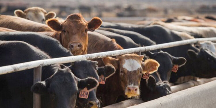 Hayvancılık desteklerinde yeni düzenleme: Ödemeler üç dönemde yapılacak