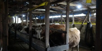 İstanbul'da Şap Alarmı! 3 Köy Kapatıldı, 18 Mahalle Gözetim Altında