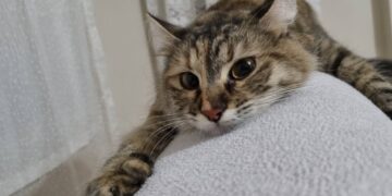 Kamera görüntülerinin verilmesini talep ediyorum