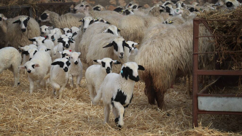 Kaşe basıp kilogram fiyatına 100 TL ekleniyormuş!