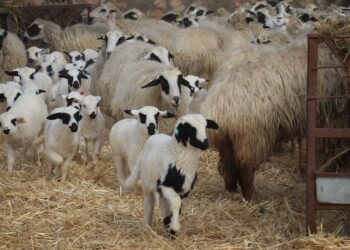 Kaşe basıp kilogram fiyatına 100 TL ekleniyormuş!