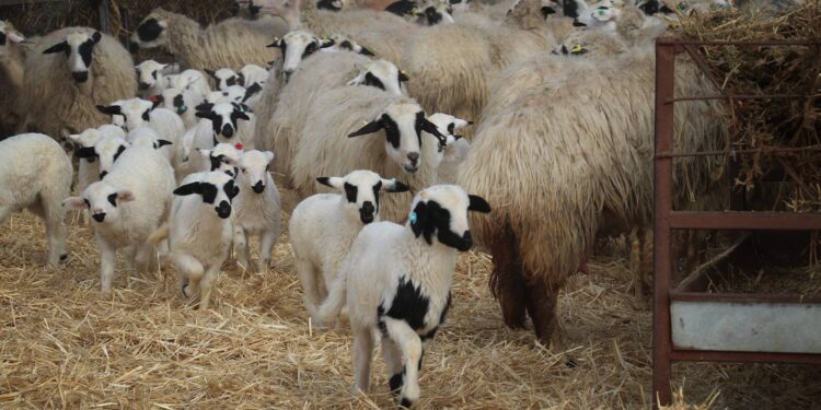 Kaşe basıp kilogram fiyatına 100 TL ekleniyormuş!