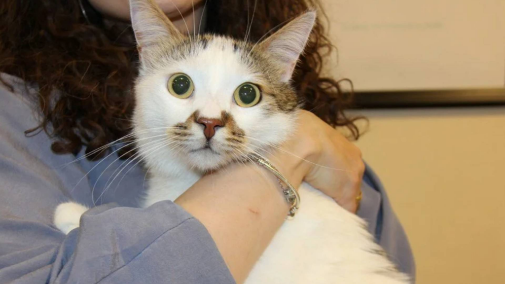 Kedi AIDS'ine rastlandı: Uzmanından 'kontrol' uyarısı