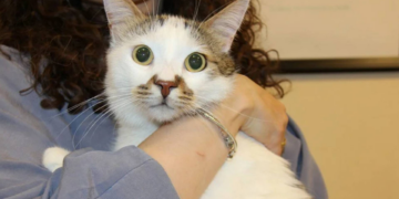 Kedi AIDS'ine rastlandı: Uzmanından 'kontrol' uyarısı