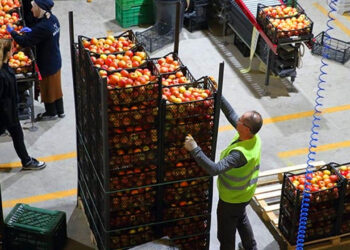 Meyve-Sebze Sektöründe Büyük Firma Konkordato İlan Etti