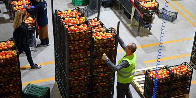 Meyve-Sebze Sektöründe Büyük Firma Konkordato İlan Etti