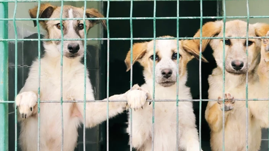 Samsun'da Vahşet! 9 Köpek Kurşunlanarak Öldürüldü