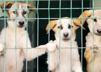 Samsun'da Vahşet! 9 Köpek Kurşunlanarak Öldürüldü