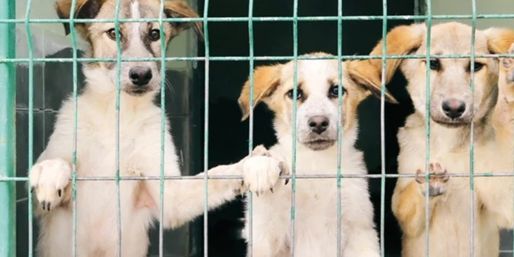 Samsun'da Vahşet! 9 Köpek Kurşunlanarak Öldürüldü