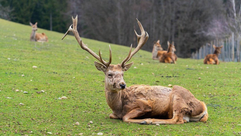 Yaban Keçilerini Katledenlere 1,9 Milyon Liralık Ceza
