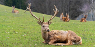 Yaban Keçilerini Katledenlere 1,9 Milyon Liralık Ceza