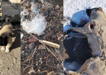 Ev baskınında polis, 5 yavrusu olan köpeği kurşunlayarak öldürdü