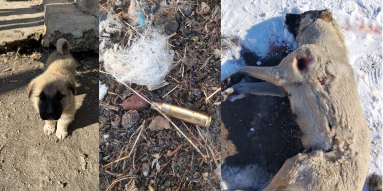 Ev baskınında polis, 5 yavrusu olan köpeği kurşunlayarak öldürdü