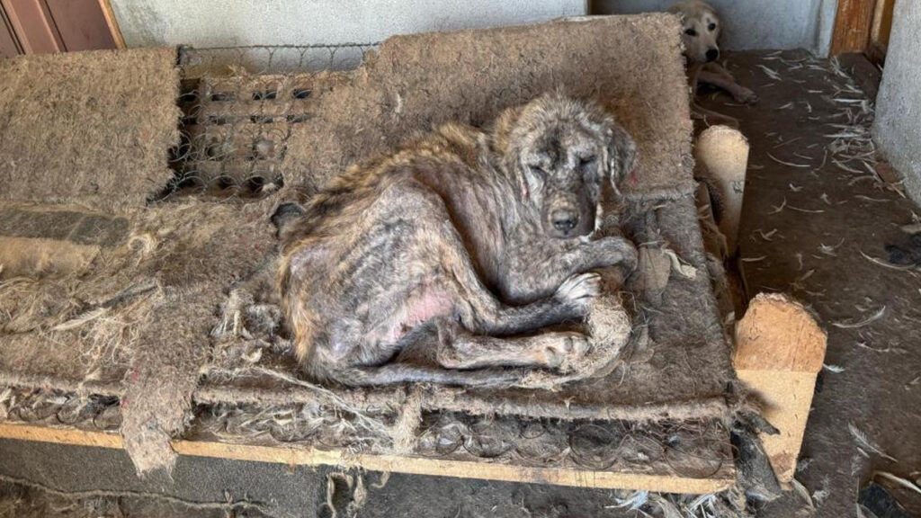 'Barınak' Adı Altında İşkence: Hayvanlar Açlıktan Birbirini Yedi