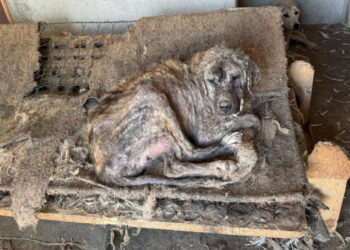 'Barınak' Adı Altında İşkence: Hayvanlar Açlıktan Birbirini Yedi