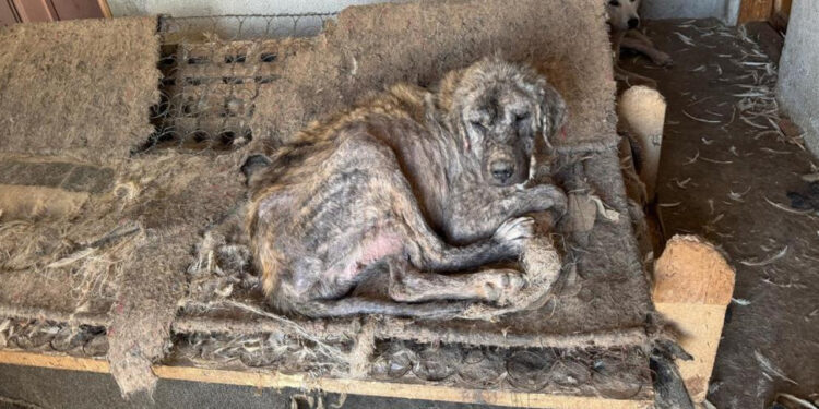 'Barınak' Adı Altında İşkence: Hayvanlar Açlıktan Birbirini Yedi