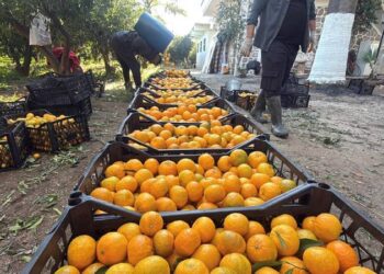 Bodrum mandalinasının kilosu bahçede 15, manavda 100 lira