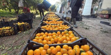 Bodrum mandalinasının kilosu bahçede 15, manavda 100 lira