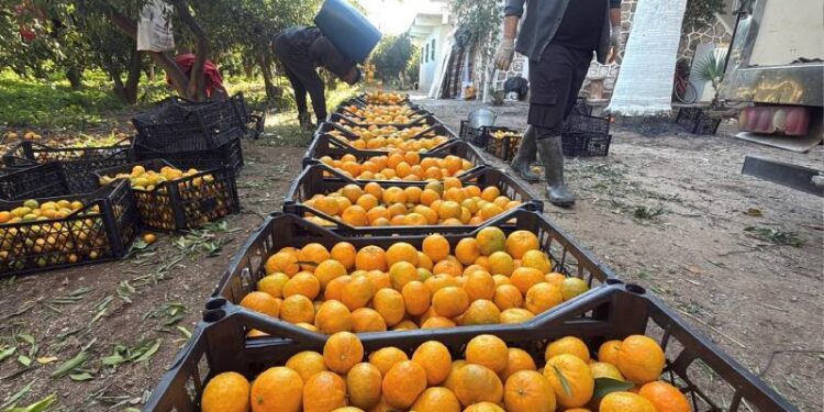 Bodrum mandalinasının kilosu bahçede 15, manavda 100 lira