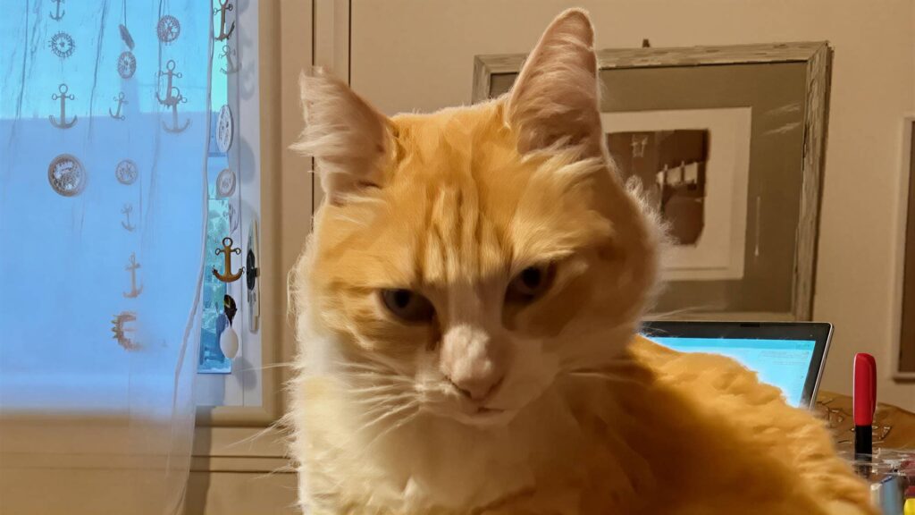 Komşusunu rahatsız eden kediye ev hapsi