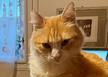 Komşusunu rahatsız eden kediye ev hapsi