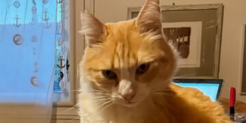 Komşusunu rahatsız eden kediye ev hapsi