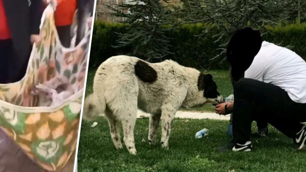 'Matmazel'in Darbedilerek Öldürüldüğü İddiasına Soruşturma! Belediyeden Açıklama Geldi