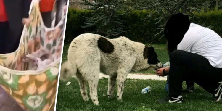 'Matmazel'in Darbedilerek Öldürüldüğü İddiasına Soruşturma! Belediyeden Açıklama Geldi