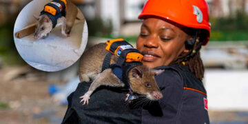 Türkiye’de Arama Kurtarmada Yeni Dönem! Enkazın Altına Onlar Girecek