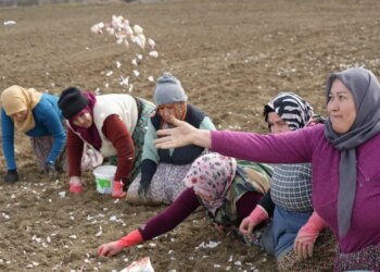 ‘Beyaz altın’ı yetiştirmek için tek tek elleriyle toprağa ekiyorlar: 30 bin ton rekolte bekleniyor