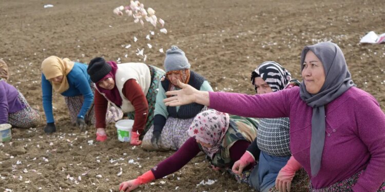 ‘Beyaz altın’ı yetiştirmek için tek tek elleriyle toprağa ekiyorlar: 30 bin ton rekolte bekleniyor