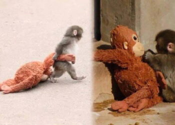 Sosyal medya bu görüntüleri konuşuyor: Terk edilen yavru maymun Punch, peluş oyuncağını annesi sanıyor