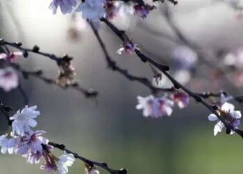 Üçüncü cemre ne zaman düşecek? Üçüncü cemre nereye düşecek?