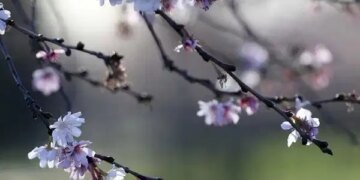 Üçüncü cemre ne zaman düşecek? Üçüncü cemre nereye düşecek?