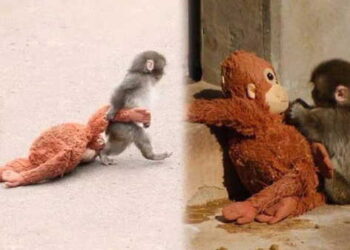 Punch maymun hikayesi nedir? Punch maymun nerede?