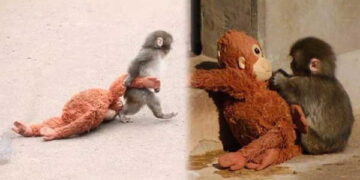 Punch maymun hikayesi nedir? Punch maymun nerede?