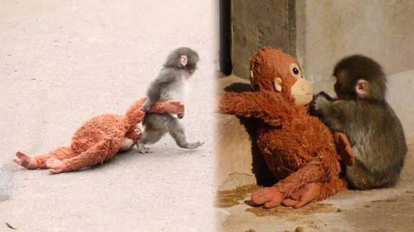 Punch maymun hikayesi nedir? Punch maymun nerede?