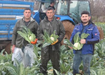 Bafra Ovası’nda hasat devam ediyor: Tarlada 8 lira, raflarda 50 TL!